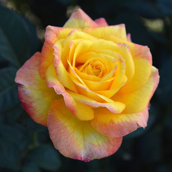 Henrieta-rose-flower-garden