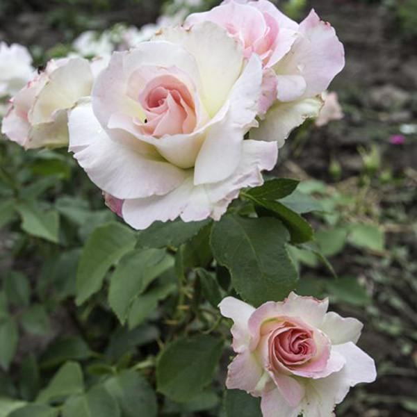 Gala-charles-aznavour-garden-rose