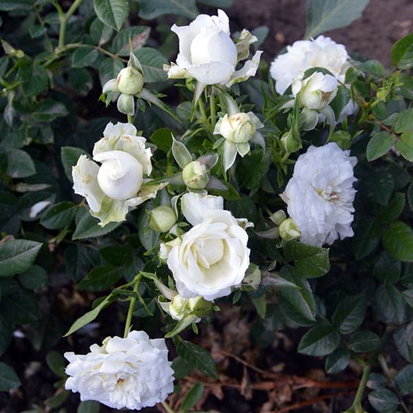 alba-meilandina-garden-flower-monteagroroses