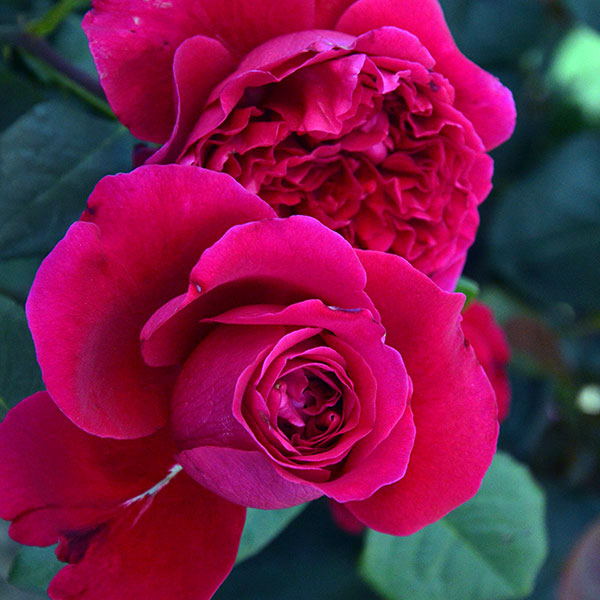 Alain-souchon-red-garden-rose-monteagro