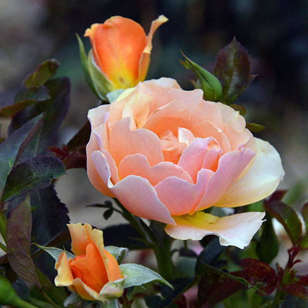 alison-apricot-garden-rose-monteagrodlm