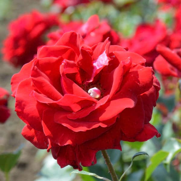 Alleliuia-garden-rose-monteagro