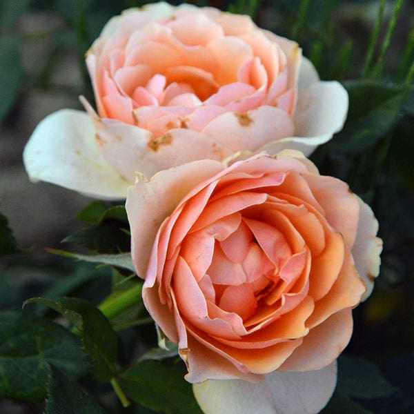 amberqueen-garden-rose-monteagrodlm
