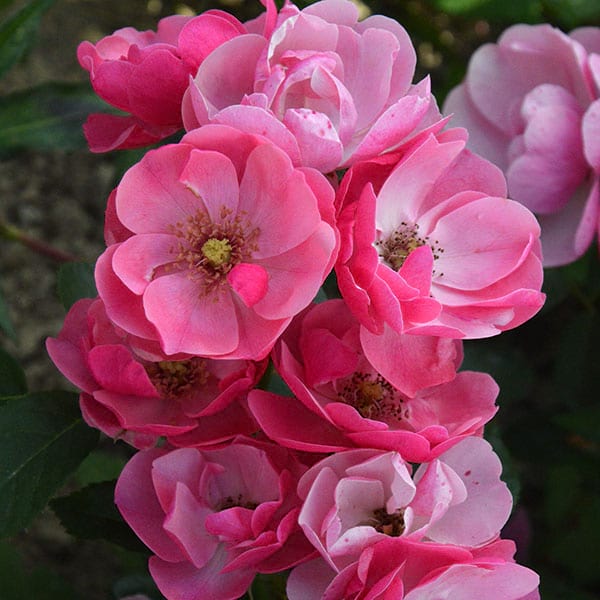 angela-rose-garden-monteagrodlm