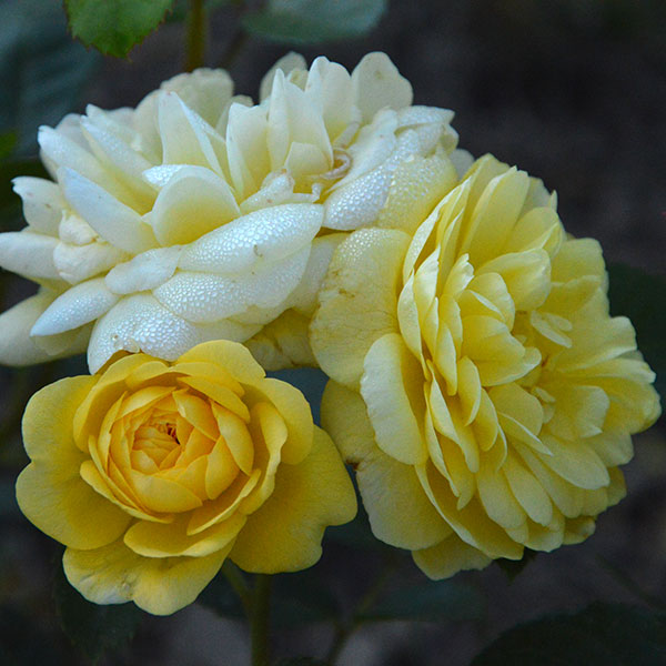 Anny Duperey garden rose