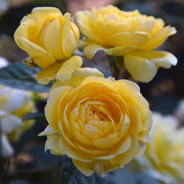Anny-duperey-rose-yellow-monteagroroses