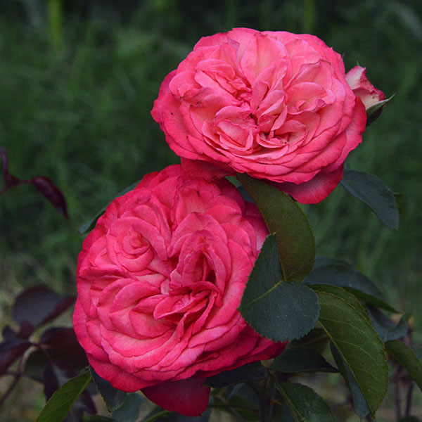 Antigue89-rose-garden-monteagro