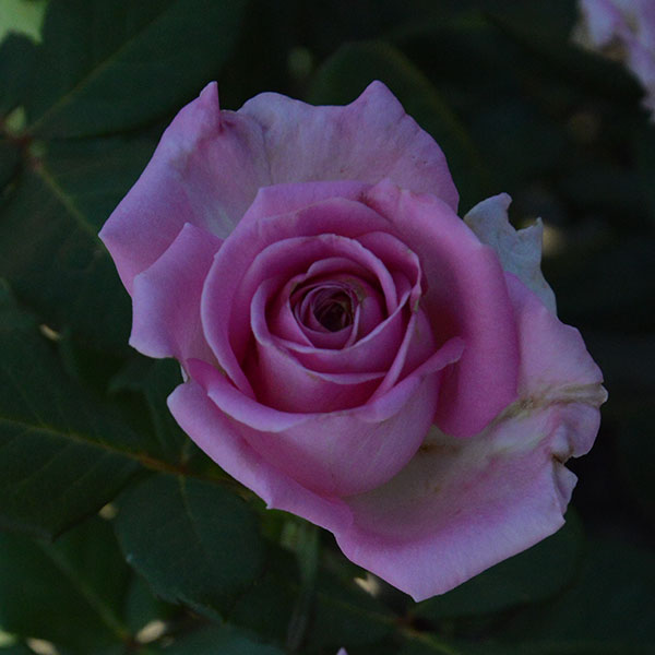 Aqua-rose-plant-monteagro