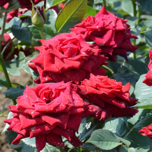 Barcarole-gardenrose-red-monteagroroses