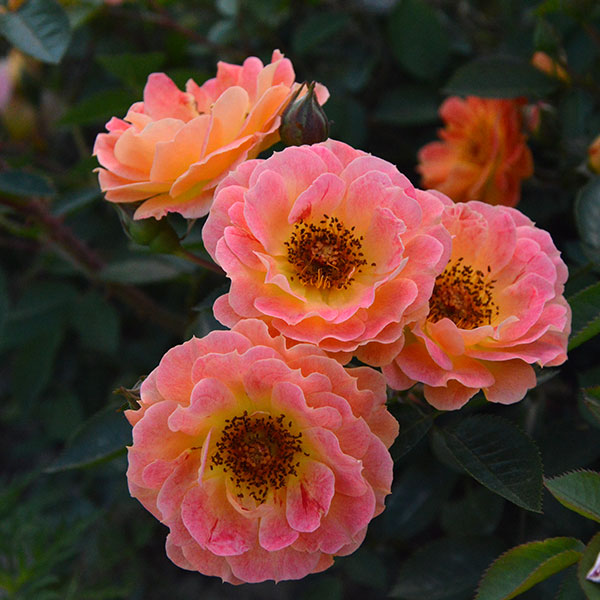 bessy-garden-rose-vivid-monteagroroses