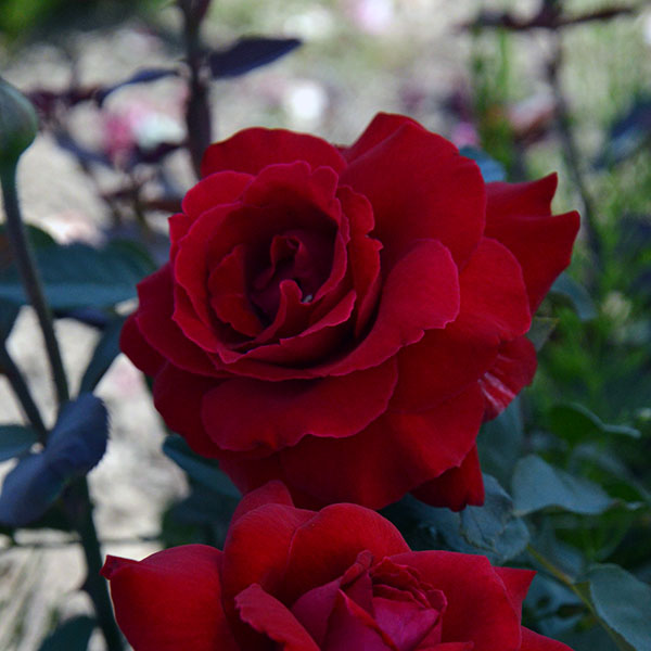 Botero-rose-plant-red-monteagroroses