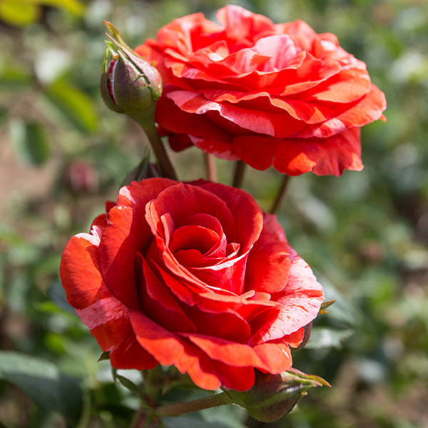 Brownie-rose-garden-flower-rose