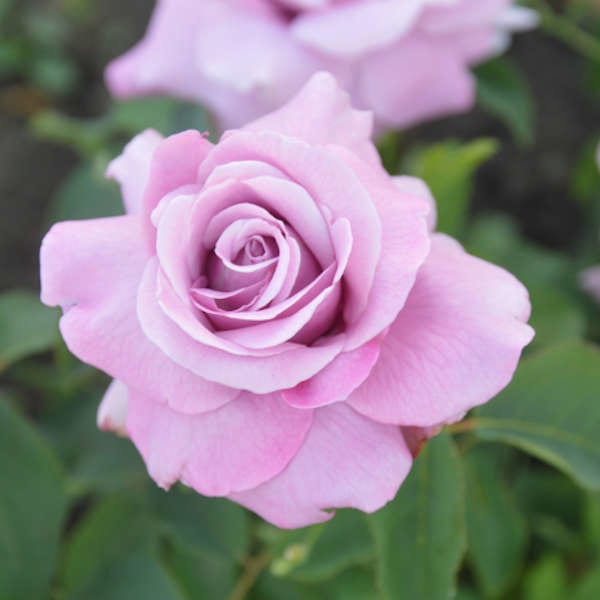 Charles-de-gaulle-garden-rose-monteagro