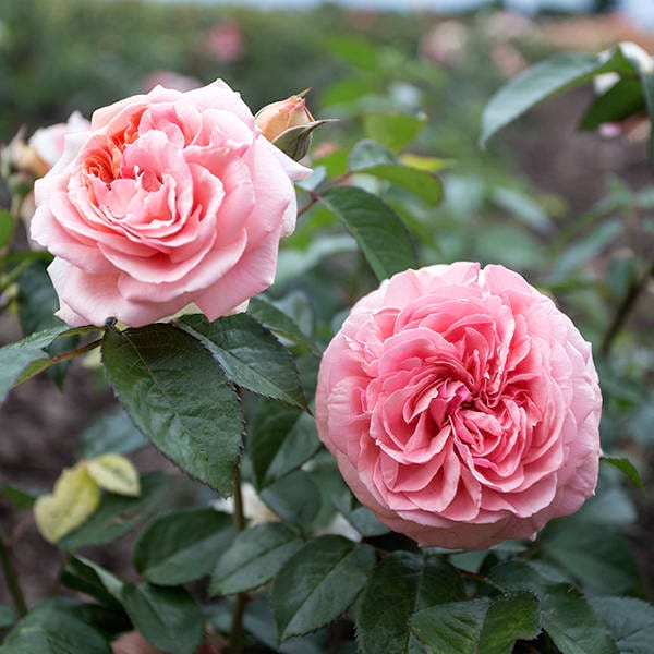 Chippendale garden rose-monteagrodlm