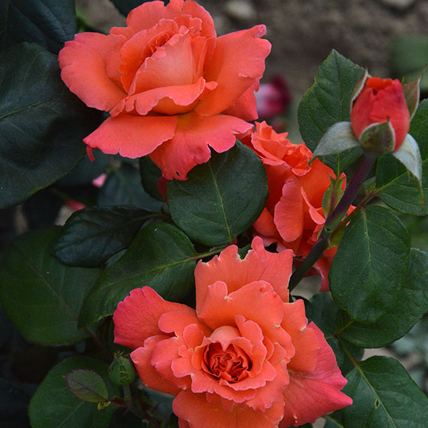 cristoforo-garden-rose-monteagroroses