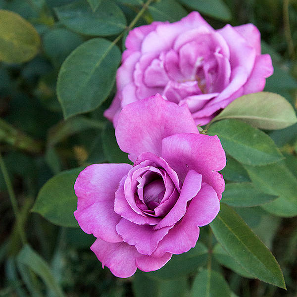 Deutsche-Welle-garden-rose