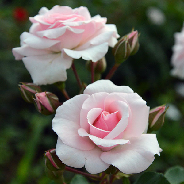diadem-rose-flower-monteagrodlm