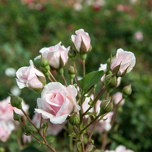 Diadem garden rose