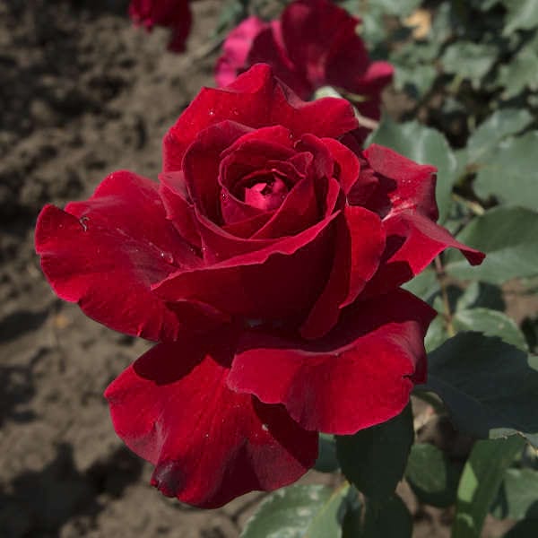Don-Juan-garden-rose-monteagro