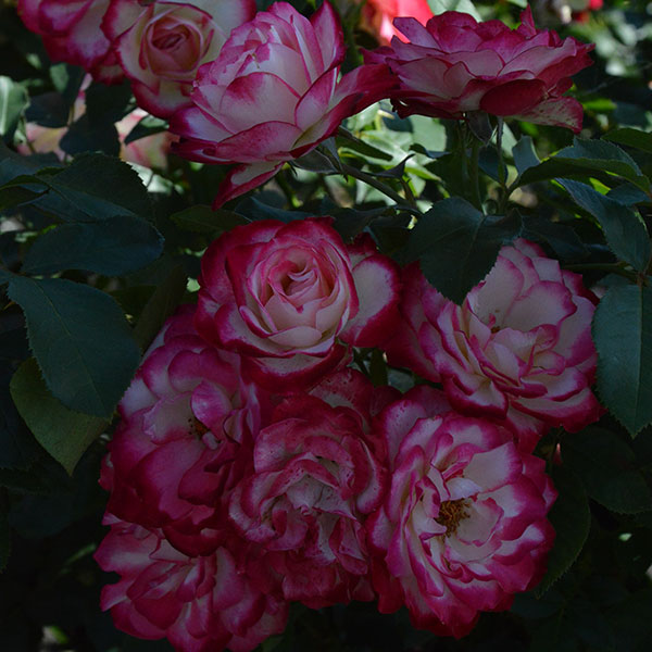 rose-garden-flower-monteagroroses