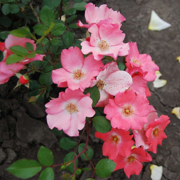 Doucer-normande-garden-plant-rose-monteagro