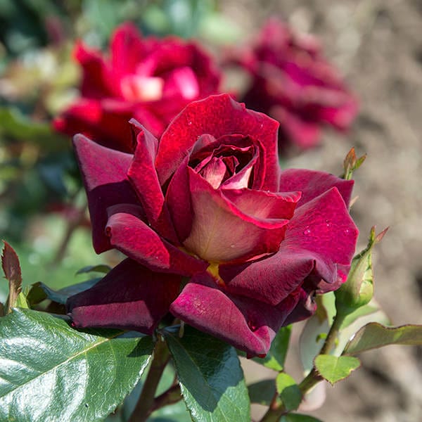 eddy-mitchell-garden-rose-monteagro