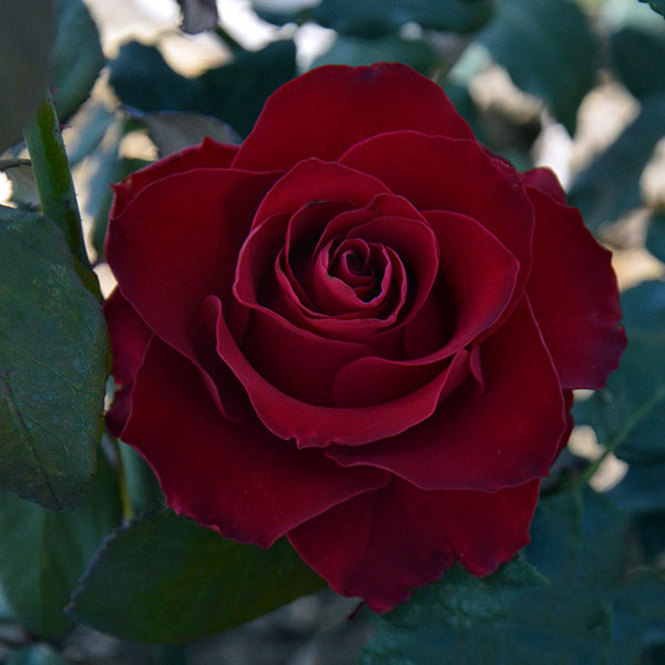 Edith-piaf-plant-rose-garden-monteagro