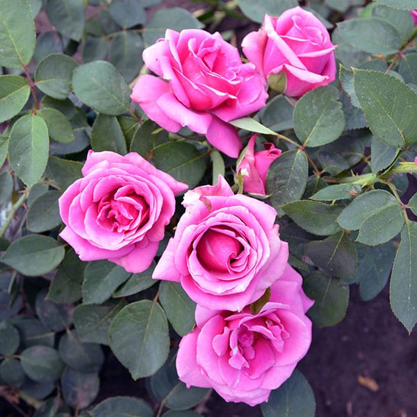 Eminence-rose-plant-garden-monteagro