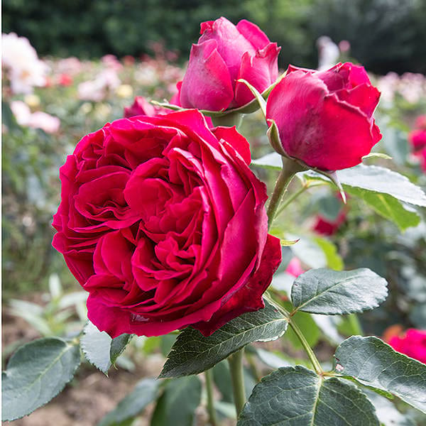 Eric Tabarly garden rose monteagroroses