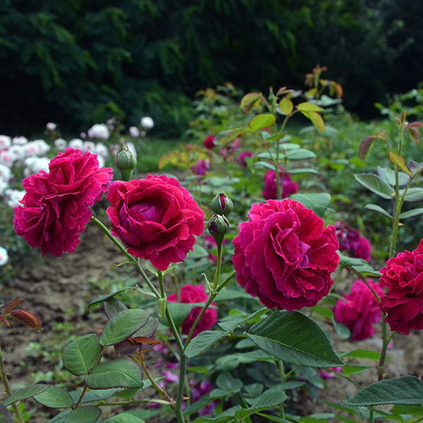 Falstaff-English-flower-garden-rose-monteagro