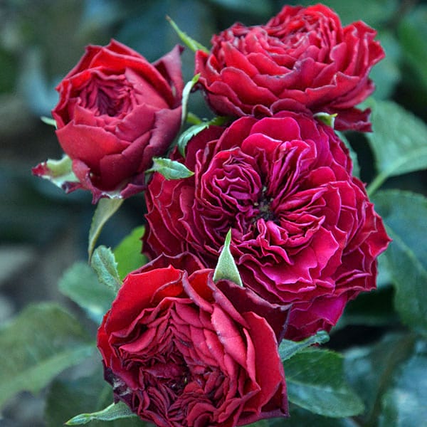 Feuerland-rose-garden-flower-monteagroroses