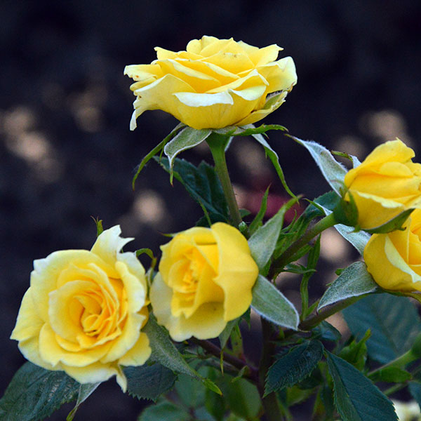 Flower-power-gold-garden-rose-monteagro