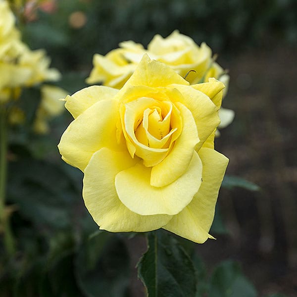 Friesia-garden-rose-monteagroroses