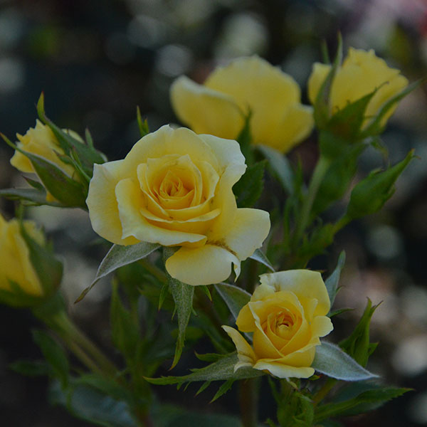 Golden-weding-rose-garden-monteagroroses