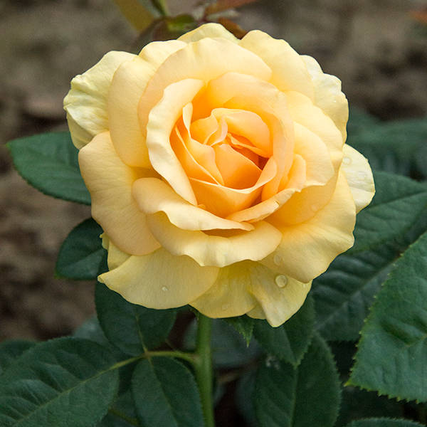 Gaby-Morlay-garden-rose