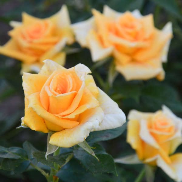 Golden-Monica-gardenrose-flower