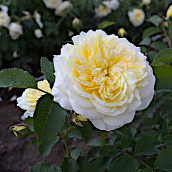 The-Pilgim-english-garden-rose-monteagroroses