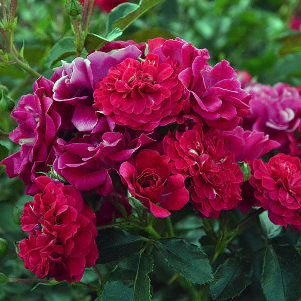 Hello-flower-rose-garden-plant-monteagrodlm
