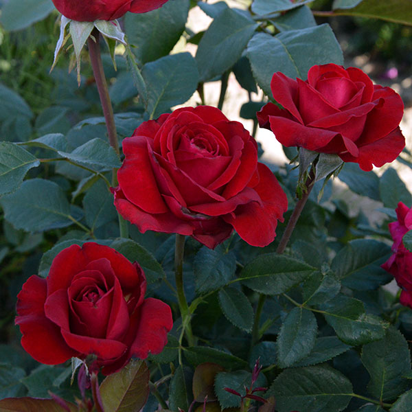 roses-flower-garden-monteagroroses