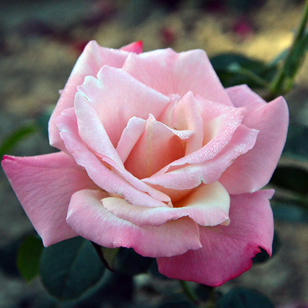 Heritage-garden-rose-plant-monteagrodlm