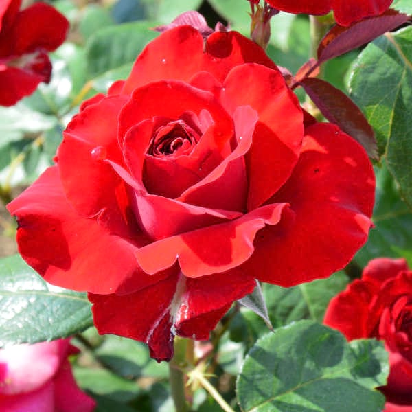 Ingrid-Bergman-rose-flower-garden