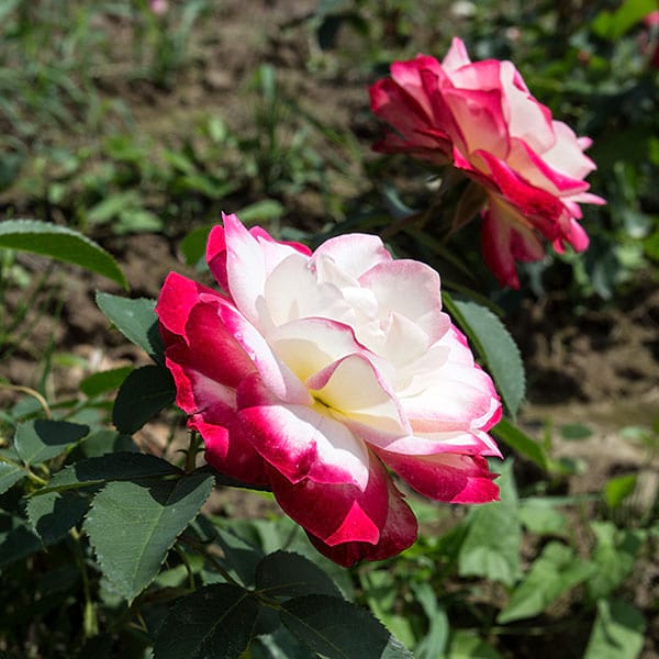 jubile-du-princesse=de-monaco-garden-rose-monteagro