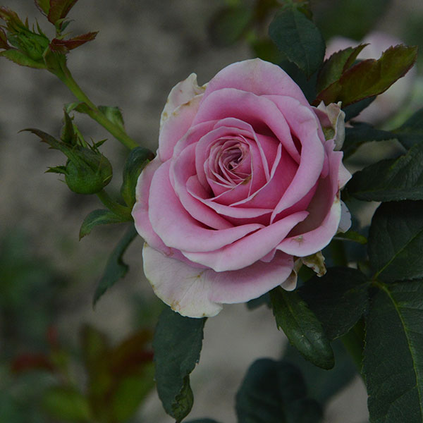 Keano-garden-rose-monteagro