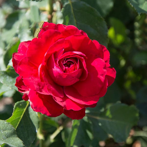 Kronborg-garden-red-rose-monteagro