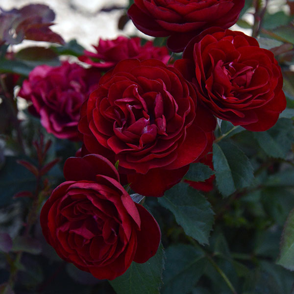 Lavaglut-rose-garden-monteagroroses