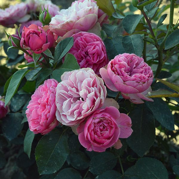 Leonardo-da-vinci-garden-rose-monteagrodlm