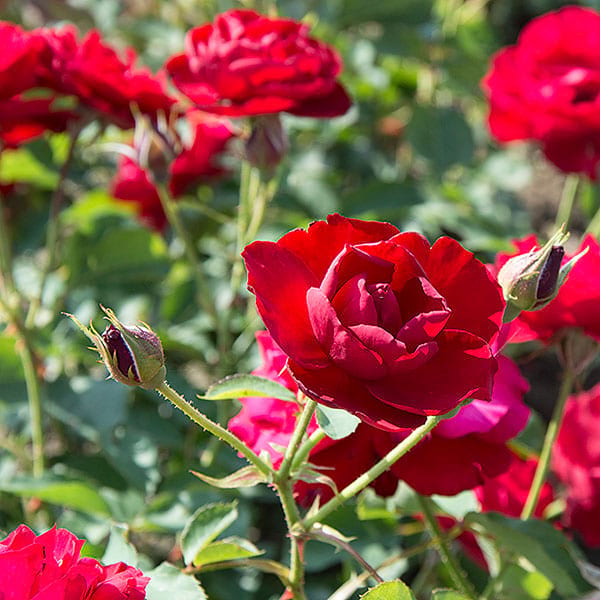 Lili-marleen-rose-garden-monteagro