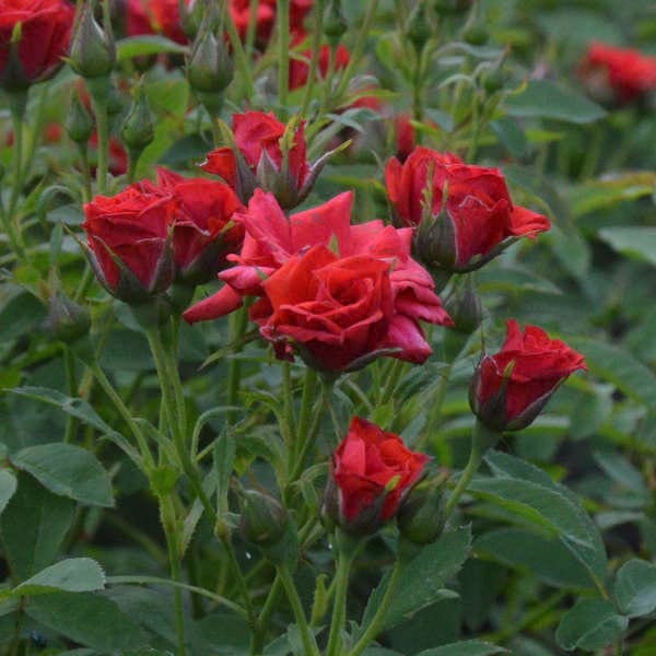 Mini-baccara-red-garden-rose-monteagrodlm