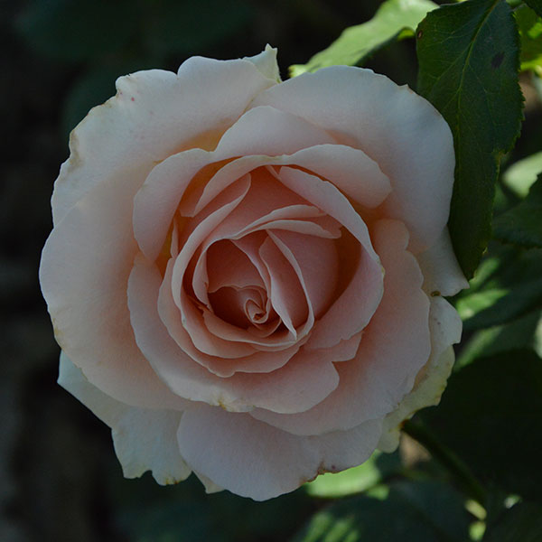Mother-of-pearl-rose-garden-plant-monteagrodlm