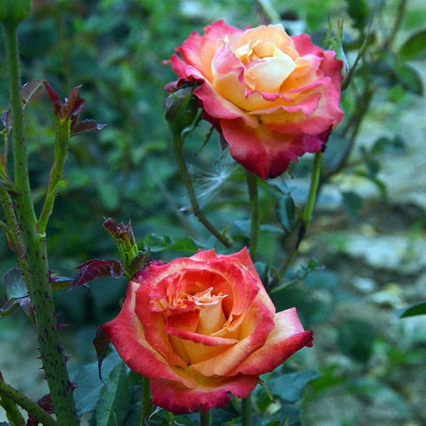 mein-munchen-garden-rose-monteagro